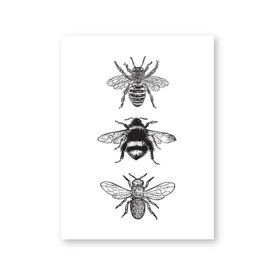 Vintage Flying Insect Specimen Canvas Wall Art Print