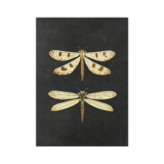 Vintage Flying Insect Specimen Canvas Wall Art Print