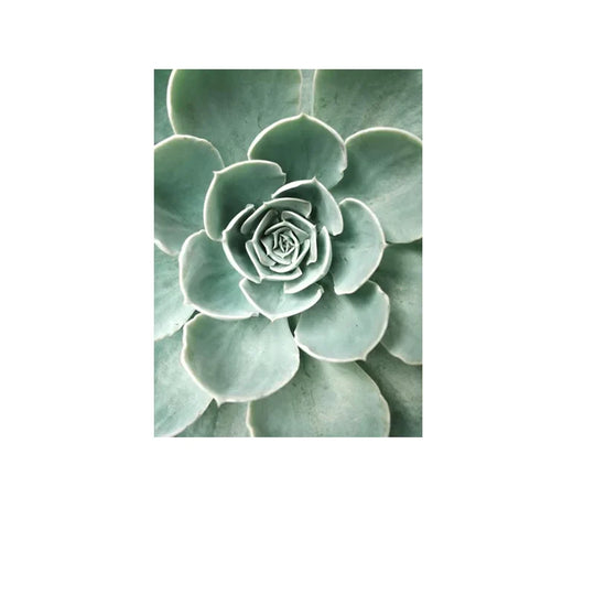 Cactus Botanical Canvas Wall Art Green Leaf Print